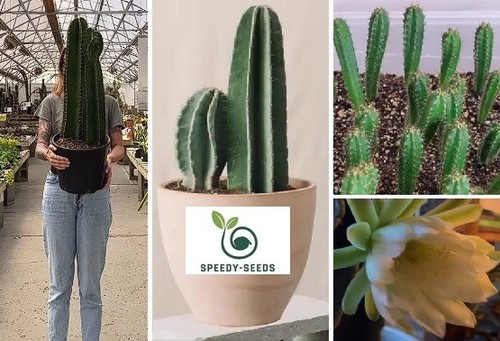 Peruvian apple cactus - peruvian, |