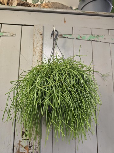 Rhipsalis baccifera oasis - rhipsalis,