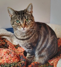 £1 TO HELP WITH OUR RESCUES - MIDLANDS ANIMAL RESCUE TEAM - Reg. Charity 500917