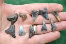 10  RARE JAVAN HEMI & TIGER SHARK TEETH FROM INDONESIA , JAVAN #14