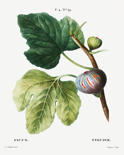 Figs vtg botanical - figs,