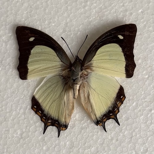 Entomology polyura jalysus - polyura,