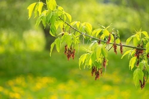 Boxelder maple tree acer - boxelder,