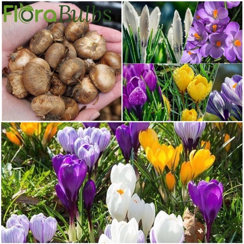 Crocus bulbs mixed - crocus, colours