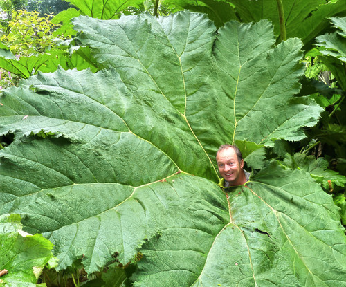 Gunnera manicata seeds - gunnera,