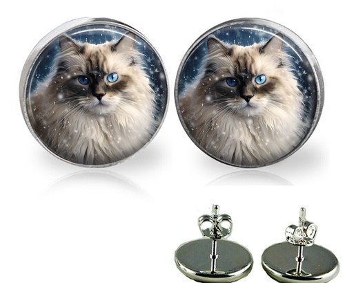 Ragdoll cat kitten winter - in,