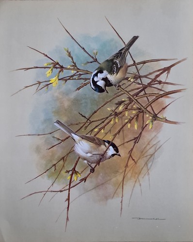 Sale vintage bird book - vintage,
