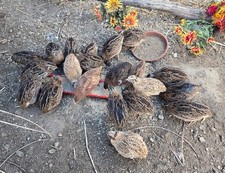 24+ Coturnix Quail Fertile