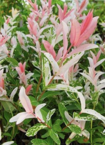 Intergra flamingo out door - intergra, n
