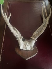 Vintage  Mounted Deer Antlers  Interior Design