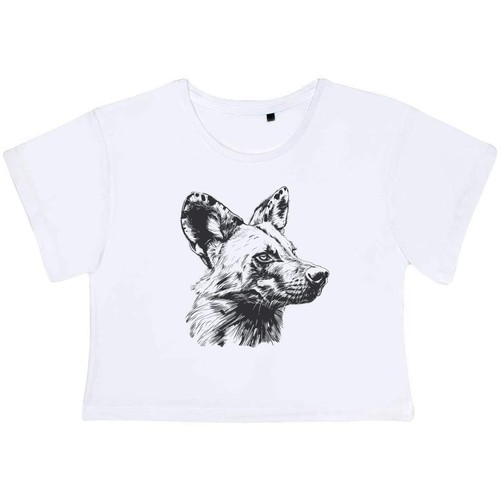 African wild dog adult - dog',