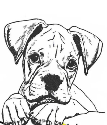Boxer puppy dog - puppy, white