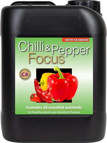 Chilli and pepper focus - chilli,