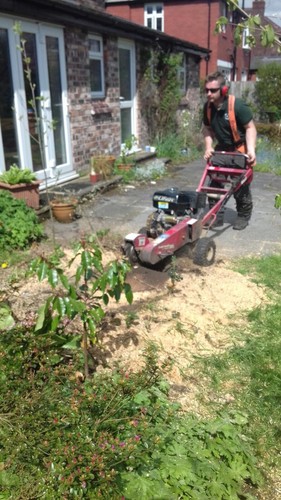 Stump grinder tree - stump, stumps