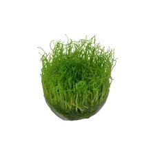 5 Pack Java Moss Taxiphyllum
