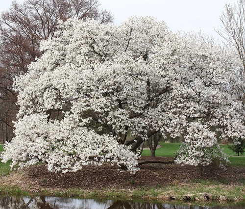 Magnolia kobus japanese - kobus,