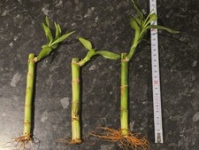 3x Dracaena Sanderiana Lucky Bamboo Plant stems, HousePlant, Aquarium, GoodLuck 