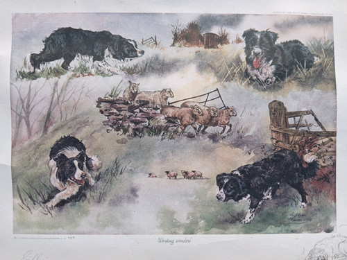 Gillian harris print - gillian,