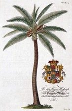 Set palm tree prints - of,