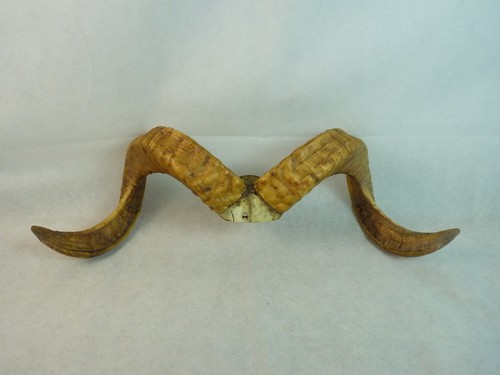 Pair rams horns wide - 23",