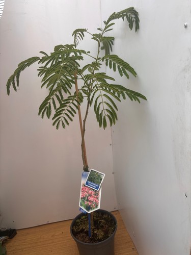 Albizia julibrissin ombrella - albizia,