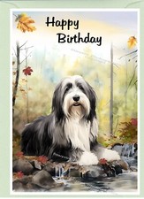 Bearded Collie Dog Beardie