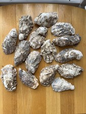 15  x Naturally Oysters Shells