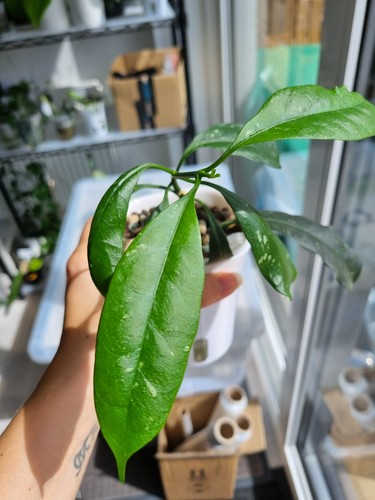 Hoya ocultata red - hoya, whole