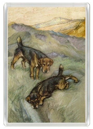Lakeland terrier dog - lakeland,