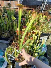 Sarracenia 'Deep Throat' large