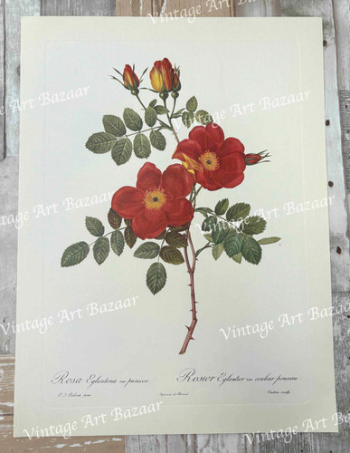 Red rose rosa - red, eglanteria