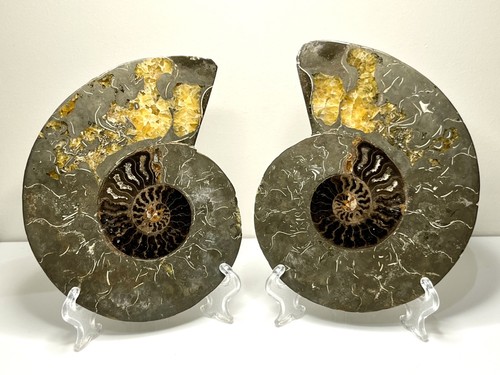Large pyrite ammonite fossil - pyrite,