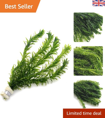 Live elodea densa 5 low - elodea,