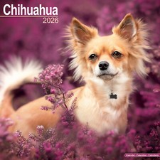 Chihuahua 2026 Calendar | Dog