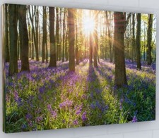 BLUEBELL WOODLAND CANVAS PICTURE PRINT WALL ART