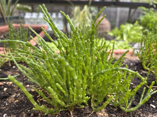 Samphire starter kit - starter, kit.