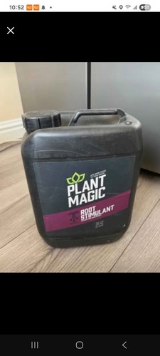 Plant magic root - , stimulant