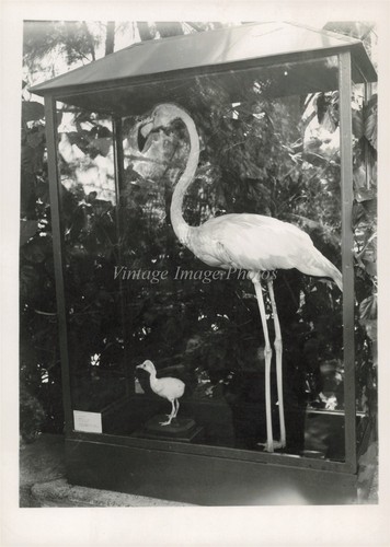 1938 hialeah park flamingo - 1938,