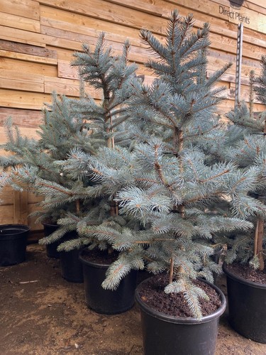 Picea pungens fat - picea,