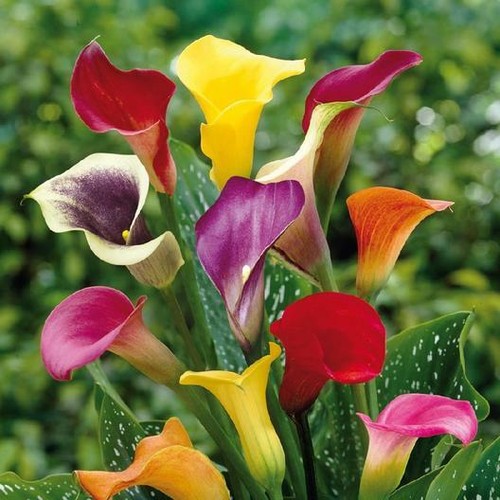 Calla lily live - , plants