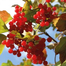 Viburnum Opulus 'Compactum'