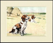 WELSH SPRINGER SPANIEL DOGS AT