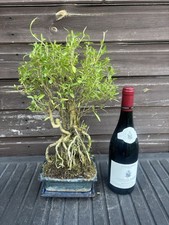Bonsai Tree Serissa 18" Snow