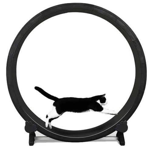Feline motion cat exercise - feline,