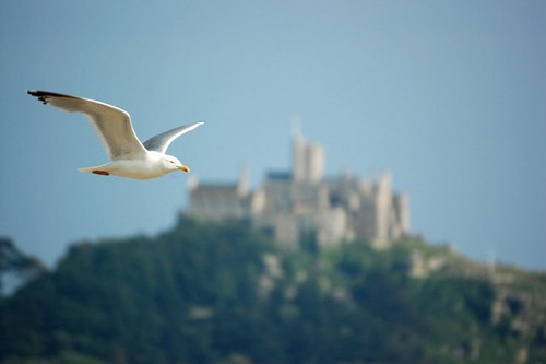 Photo 6x4 seagull st - seagull, &