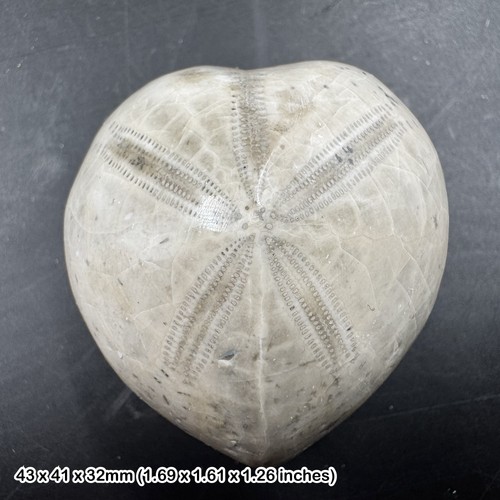 Polished micraster echinoid