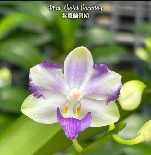 Phalaenopsis violet vacantion - phalaenopsis,