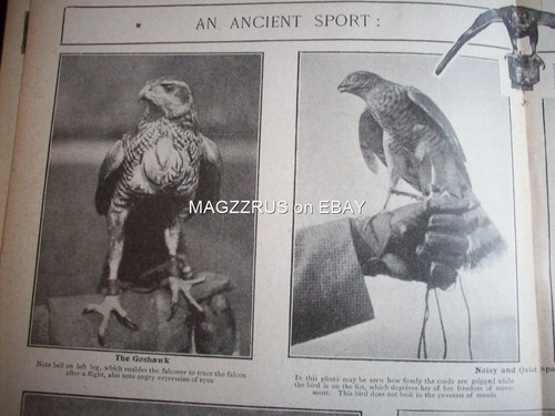 1904 falconry goshawks - 1904,