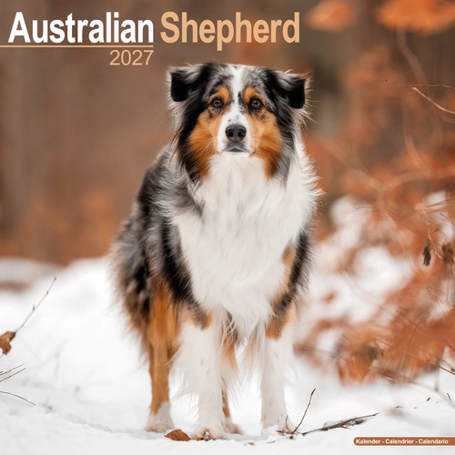 Australian shepherd 2027 - shepherd,