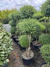 Ligustrum Jonandrum (Delavay